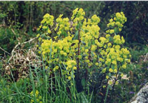 Euphorbia amygdaloides